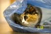 Агрессивность кошек связали с их окрасом