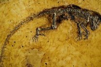 В Украине обнаружили уникальные останки древнейших животных