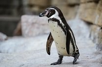 В зоопарке Мельбурна дикая лиса задушила 14 пингвинов
