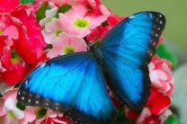 Зрение некоторых бабочек определяет окрас их крыльев
