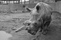 Один из последних северных белых носорогов умер в Сан-Диего