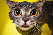 �����. ������ ����� ����� ������