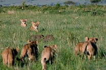 В кенийском заповеднике отравили львов из «Дневника большой кошки»