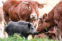 На немецкой ферме дикий кабан поселился в стаде коров 