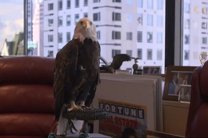 На Дональда Трампа напал орел по кличке Дядя Сэм
