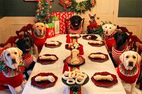 Американская пара сфотографировала собачью стаю за рождественским столом