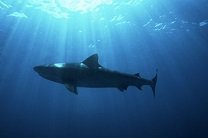 Найден новый вид светящихся акул