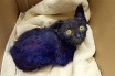 Спасенный в Калифорнии фиолетовый котенок подружился со слепой кошкой