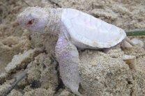 � ��������� ���������� ��������-��������� 