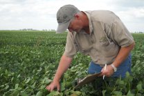 Актуально ли в Украине страхование посевов и урожая?