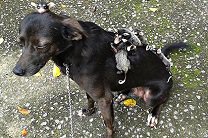 В Бразилии собака стала матерью пятерым осиротевшим опоссумам