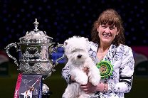 На британском дог-шоу из 22 тысяч собак выбрали лучшую
