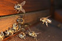 У итальянского пасечника украли миллион пчел