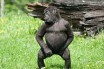 В британском зоопарке нашли танцующую гориллу