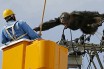 В Японии сбежавший из зоопарка шимпанзе устроил энергоаварию