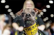В Лондоне самый уродливый пес в мире получил награду за героизм