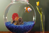 Круглый аквариум: преимущества и недостатки
