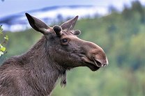 В центре Хельсинки из окна банка выбросился лось