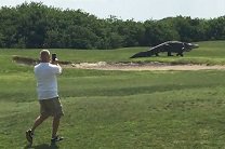 Во Флориде гигантский аллигатор распугал гольфистов