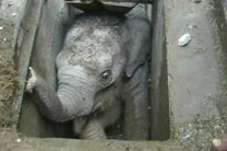 На Шри-Ланке спасли застрявшего в канализации слоненка