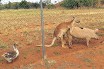 Австралиец обнаружил спаривающегося со свиньей кенгуру и гуся-вуайериста