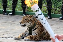 В Бразилии застрелили присутствующего на эстафете олимпийского огня ягуара