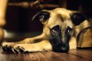 Косметический ремонт после животного в квартире – что под ним подразумевается?