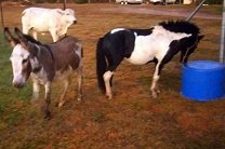 Корова, осел и пони забрели в австралийский паб