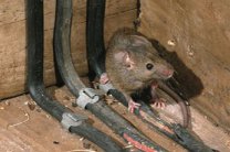 Средства от крыс и мышей