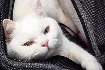 Кошка с разноцветными глазами стала любимицей пользователей соцсети