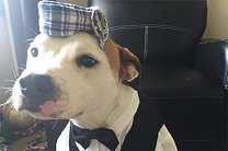 В Шотландии приглашенного на свадьбу пса нарядили в килт и галстук-бабочку