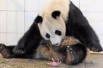 Видеозапись рождения панды в Китае стала интернет-хитом