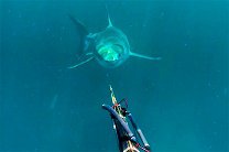 Рыбак из Австралии столкнулся под водой с белой акулой