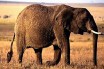 Слониха камнем убила девочку в марокканском зоопарке