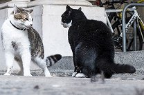 Кота главы британского МИД выдворили из премьерского дома