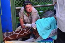Жираф на Тайване умер от страха перед поездкой к невесте