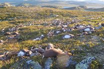 От удара молнии в Норвегии погибли 323 диких оленя