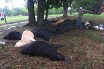 Молния убила 19 техасских коров