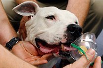 Способность собак вынюхивать рак подвергли сомнению