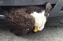 Национальная птица США застряла в решетке радиатора из-за урагана «Мэттью»
