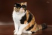 5 самых умных пород кошек, которых можно держать дома