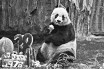 Старейшая панда в мире умерла в Гонконге