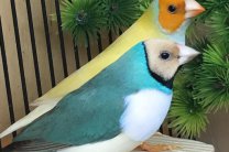 Популярность птички и цена «Амадина»: стоит ли покупать?