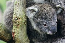 В Австралии полицейские забрали у женщины детеныша коалы