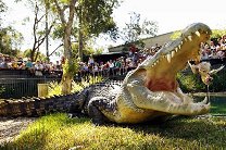 Австралиец сделал предложение своей девушке в загоне с крокодилом