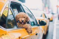 Что нужно знать начинающему таксисту: перевозим людей и животных
