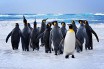 В Новой Зеландии построили подземный переход для пингвинов