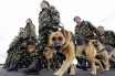PANCER PROTECTION -     