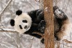 В Торонто панда подралась со снеговиком