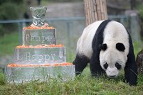 Гигантская панда напала на китайского ученого
